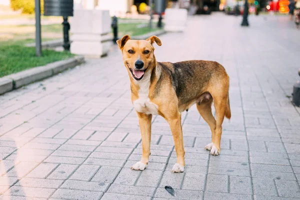 Güzel sokak köpeği yaz günü şehir meydanında kameraya bakıyor. 