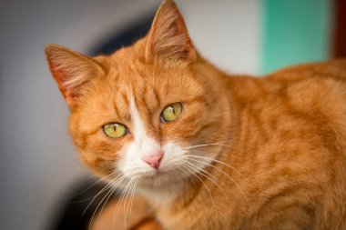 Güzel kırmızı kediyi yakından çek, tatlı gözlü, oturuyor ve kameraya bakıyor.