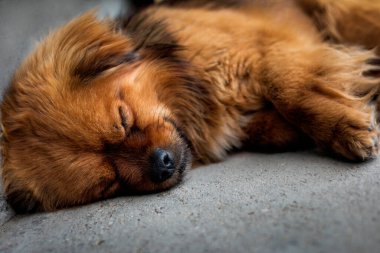 Kızıl saçlı, uzun saçlı, ıssız bir köpeğin yerde uyuduğu yakın plan.