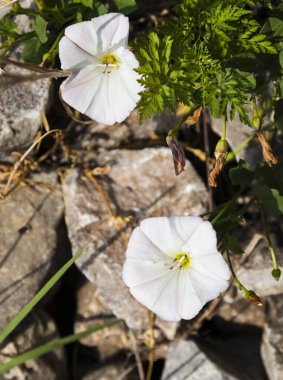 Kayalardan çıkan beyaz çiçekler.