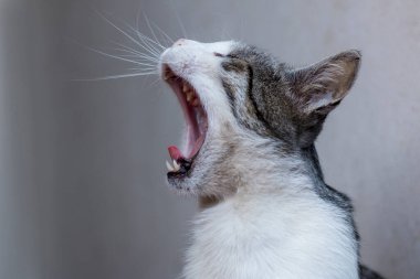 Evcil kedinin esneme görüntüsü. 