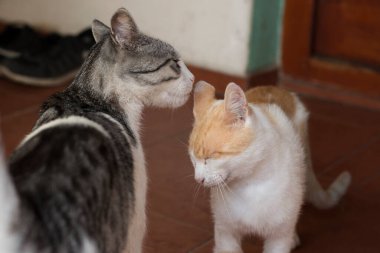 Birbirini koklayan iki kedi.