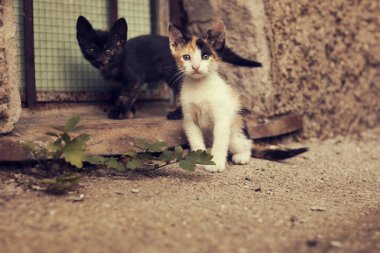 Kırsal kesimde birlikte oturan iki kedi yavrusu doğrudan kameraya bakıyor.