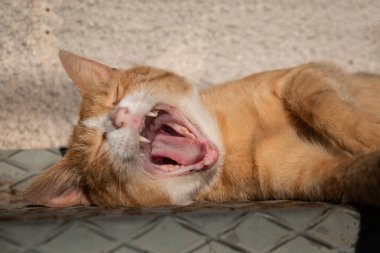 Kızıl kedi uzanıyor ve esniyor 