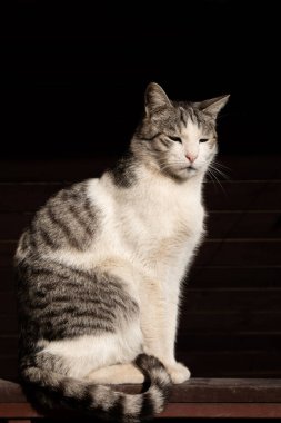 Güneşin altında çitin üzerinde oturan güzel büyük kedi. 