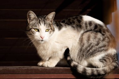 Güzel, büyük bir kedi çitin kenarında oturuyor güneş ışığı altında, açık gözler, dik dik bakıyor