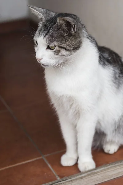 Büyük Yetişkin Kedi Oturuyor Meraklı Bak Yakın Çekim — Stok fotoğraf