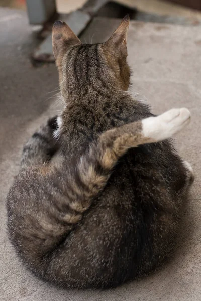Gran Gato Tabby Sentado Lejos Cámara Limpiándose —  Fotos de Stock