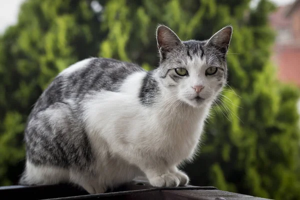 美しい男性猫の柵の上に座って 広いオープングリーンの目をカメラで見て — ストック写真