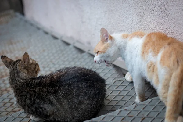 Αρσενικές Γάτες Ετοιμάζονται Για Καυγά Στέκονται Στις Σκάλες Και Απειλούν — Φωτογραφία Αρχείου