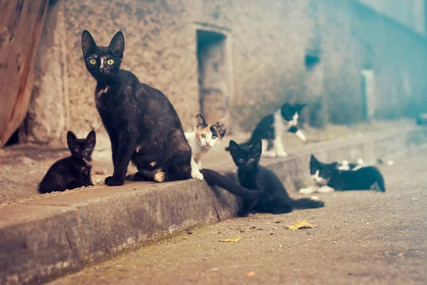 野良猫が座ってる間子猫が遊んでる間田舎の近くで — ストック写真