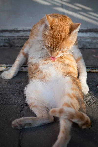 Kedi Sırt Üstü Uzanıyor Kendini Temizliyor — Stok fotoğraf