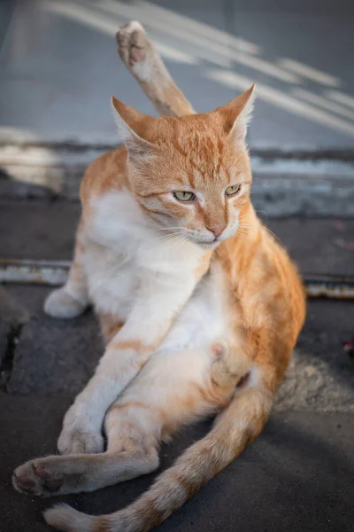 Grande Gato Macho Obter Perturbado Limpar Sua Virilha — Fotografia de Stock