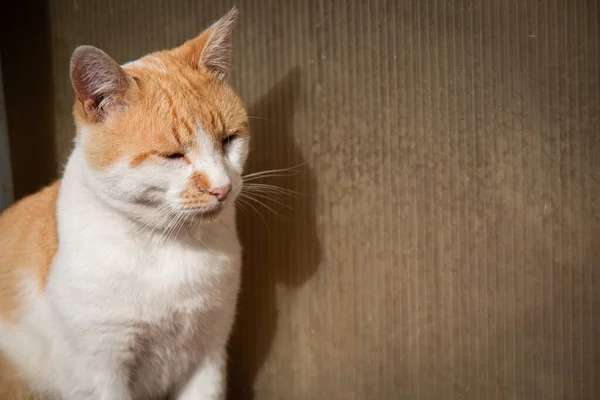 Gato Jovem Sentado Sob Luz Solar Brilhante Desfrutando — Fotografia de Stock