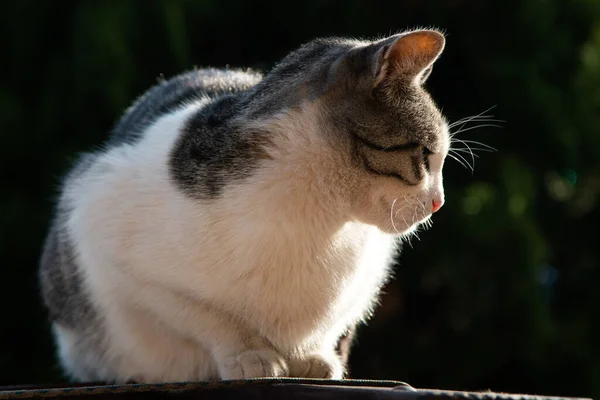 Mooie Kat Zit Hek Onder Het Zonlicht Kijkt Zijwaarts — Stockfoto