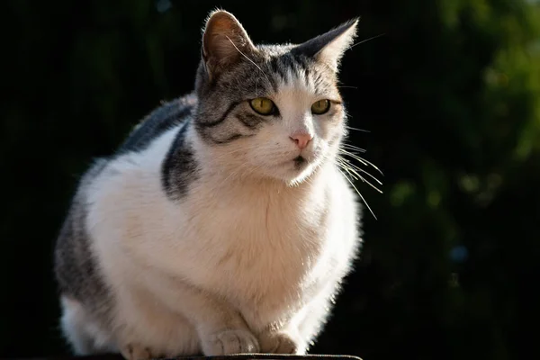 Mooie Mannelijke Kat Zittend Onder Het Zonlicht Ogen Wijd Open — Stockfoto