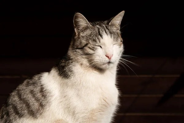 Överkropp Skott Vackra Tamkatt Sitter Upprätt Solljus Och Hålla Ögonen — Stockfoto