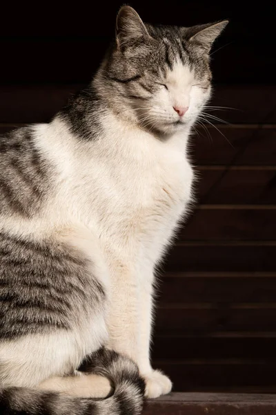 Mooie Grote Kat Zittend Hek Onder Zonlicht — Stockfoto