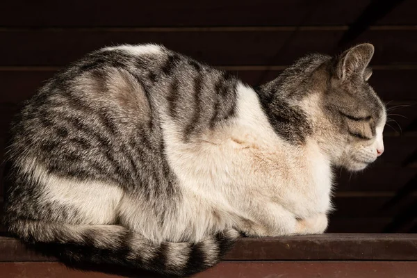 太陽の下でフェンスの上に横に座って美しい大きな猫 — ストック写真