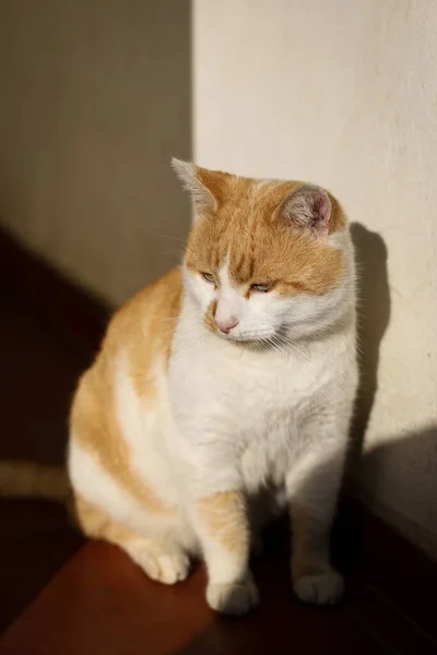 Ung Och Vacker Manlig Katt Njuter Solljus — Stockfoto