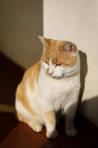 Jong Mooi Mannetje Kat Genieten Onder Zonlicht — Stockfoto