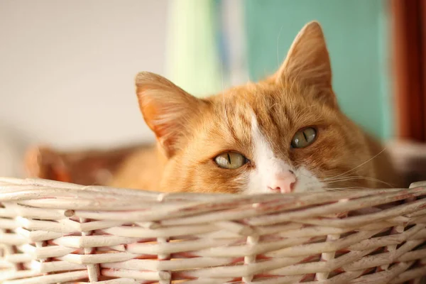 Kırmızı kedi sepetten dışarı bakıyor.