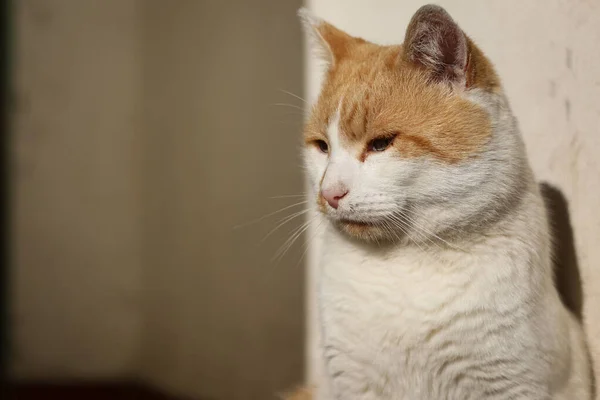 Jovem Macho Gato Gozando Sol Cabeça Tiro — Fotografia de Stock