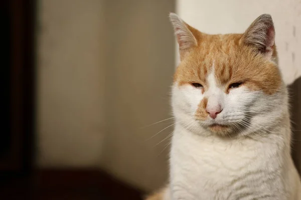 Jong Man Kat Zitten Onder Zonneschijn Genieten Close — Stockfoto