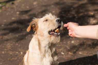 Sokak köpeği çocuğun elinden yiyecek alıyor.