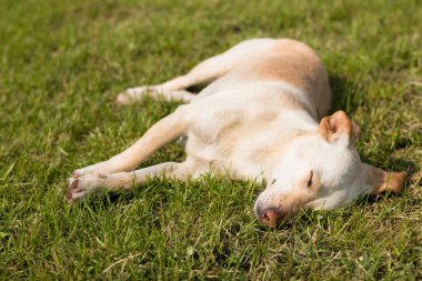 Serseri köpek çimenlerde uyuyor, güneşli bir gün.