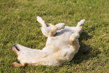 Köpek çimenlerde yuvarlanıyor, güneşli bir günün tadını çıkarıyor.