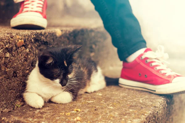 美しい子猫の階段の女性の足の横に座っている 猫と女の子で赤いスニーカー — ストック写真