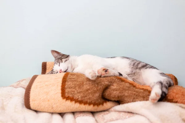 Bello Gatto Domestico Accogliente Arricciato Dormire Mucchio Coperte Camera Letto — Foto Stock
