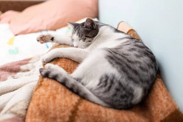 Beautiful Domestic Cat Cozy Curled Sleeping Pile Blankets Bedroom — Stock Photo, Image