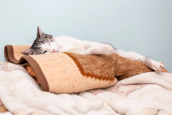 Hermoso Gato Doméstico Acogedor Rizado Durmiendo Pila Mantas Dormitorio Vista — Foto de Stock