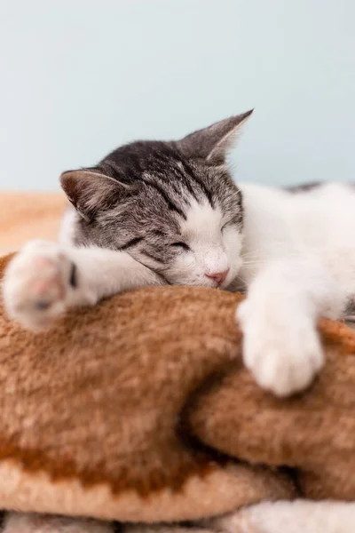 Güzel Evcil Kedi Kıvrımlı Battaniyede Uyuyor — Stok fotoğraf