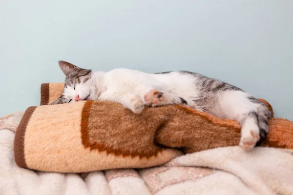 Belo Gato Doméstico Aconchegante Enrolado Dormindo Pilha Cobertores Quarto Visão — Fotografia de Stock