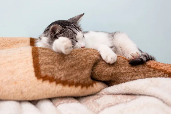 Vacker Tamkatt Mysig Krullig Sova Hög Med Filtar Sovrum — Stockfoto