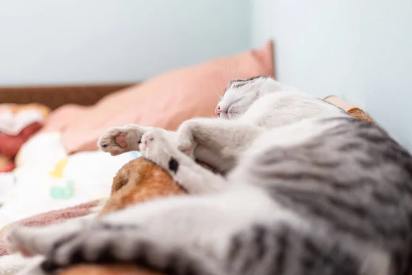 Όμορφη Εγχώρια Γάτα Άνετο Κατσαρό Ύπνο Σωρό Κουβέρτες Στην Κρεβατοκάμαρα — Φωτογραφία Αρχείου