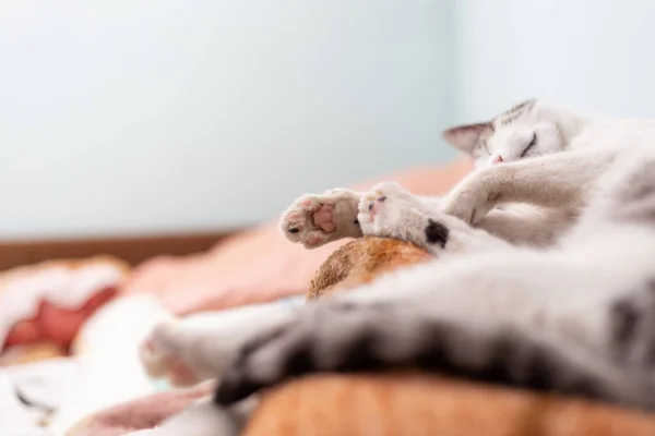 Κάτω Μέρος Των Ποδιών Της Κοιμώμενης Γάτας Προβολή Χαμηλής Γωνίας — Φωτογραφία Αρχείου