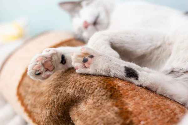 Κάτω Μέρος Του Ύπνου Γάτας Πόδια Χαμηλή Γωνία Θέασης Χαριτωμένα — Φωτογραφία Αρχείου