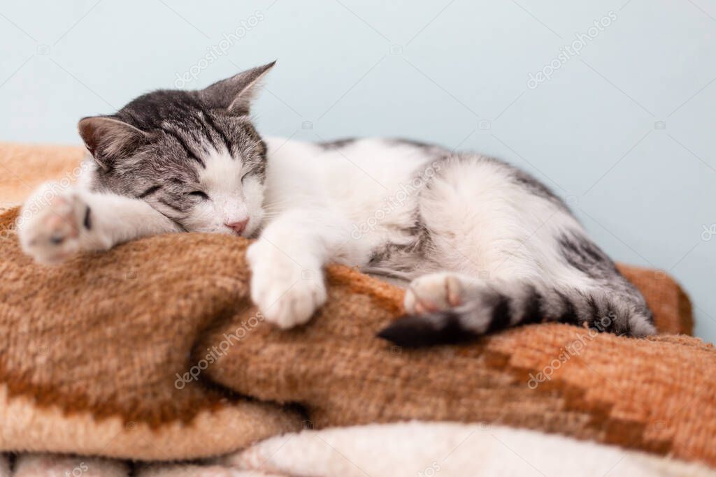 Beautiful domestic cat cozy curled sleeping on pile of blankets in bedroom. 