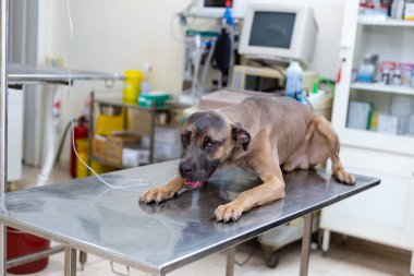 Sırp Savunma Köpeği cinsi veteriner masasında yatıyor ve bacağından damardan enjekte ediliyor. Hasta ve bitkin görünüyorsun.. 