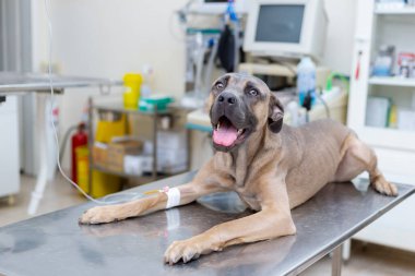 Sırp Savunma Köpeği cinsi veteriner masasında yatıyor ve bacağından damardan enjekte ediliyor. Kameraya bakıyorum.. 