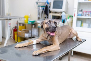 Sırp Savunma Köpeği cinsi veteriner masasında yatıyor ve bacağından damardan enjekte ediliyor. 