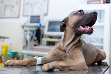 Sırp Savunma Köpeği cinsi veteriner masasında yatıyor ve bacağından damardan enjekte ediliyor. Yana bakıyor ve dili dışarıda nefes alıyor.. 