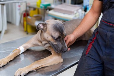 Sırp Savunma Köpeği cinsi veteriner masasında yatarken ve bacağından damardan enjekte edilirken, sahibi onu nazikçe okşuyor.. 