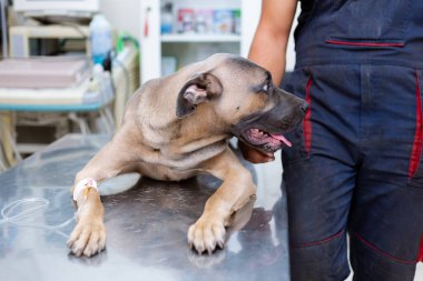 Sırp Savunma Köpeği cinsi veteriner masasında yatarken ve bacağından damardan enjekte edilirken, sahibi onu nazikçe okşuyor. Ön görünüm. 