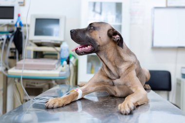 Sırp Savunma Köpeği cinsi veteriner masasında yatıyor ve bacağından damardan enjekte ediliyor. Yana bakıyor ve dili dışarıda nefes alıyor.. 