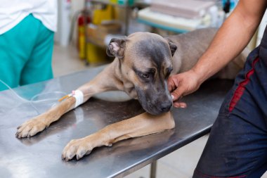 Sırp Savunma Köpeği cinsi veteriner masasında yatarken ve bacağından damardan enjekte edilirken, sahibi onu nazikçe okşuyor.. 